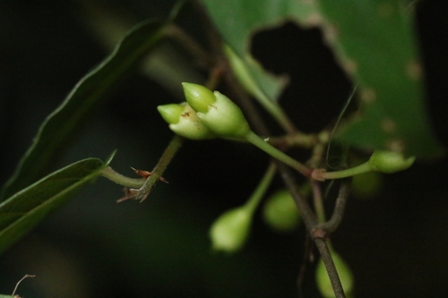 Aidia canthioides (Aidia canthioides)