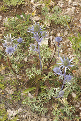 Eryngium bourgatii