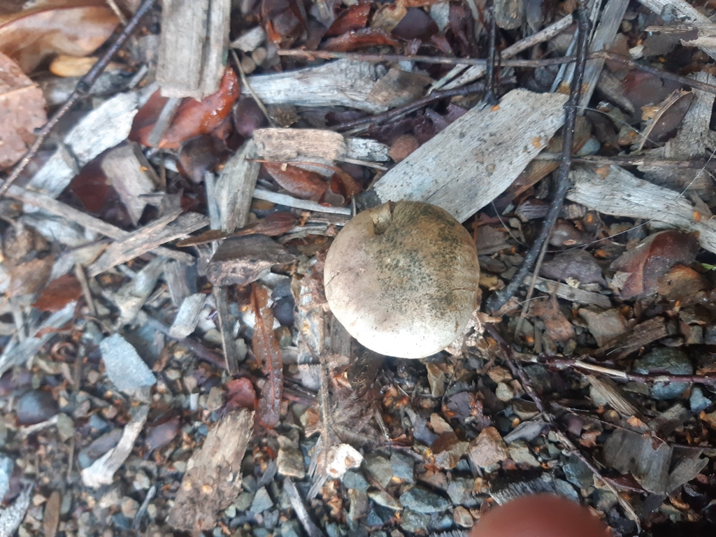 Scleroderma bovista · April 2025 · photo: © georgecox (iNaturalist, cc0)
