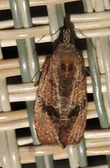 Evora hemidesma