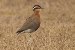 Cursorius coromandelicus