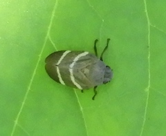 Aeneolamia albofasciata