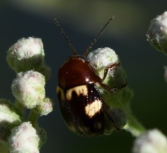 Cryptocephalus badius
