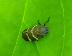 Aeneolamia albofasciata