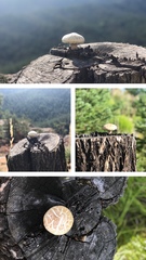 Neolentinus ponderosus