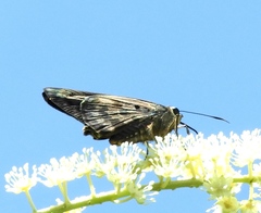 Polygonus