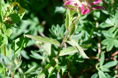 Castilleja rhexiifolia