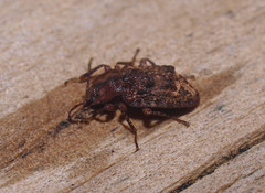 Syrphetodes marginatus