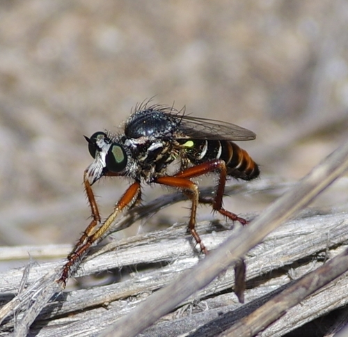 Saropogon flavicinctus