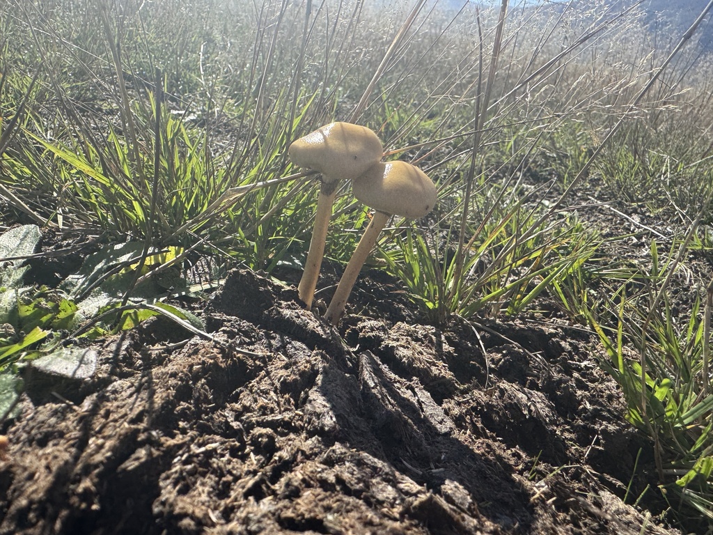 Protostropharia semiglobata · April 2025 · photo: © iandickie (iNaturalist, cc-by)