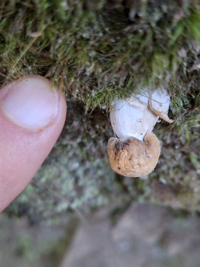 Boletus edulis · April 2025 · photo: © heidimeudt (iNaturalist, cc-by)