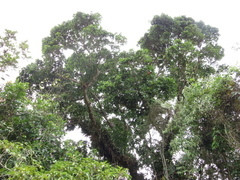 Pachira aquatica