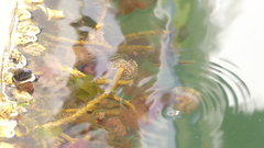 Schizobranchia insignis