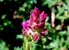 Castilleja rhexiifolia