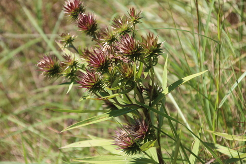 Image of Macledium zeyheri by no rights reserved