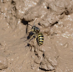 Dolichovespula alpicola
