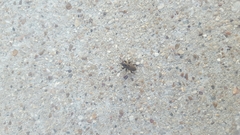 Sphenophorus coesifrons