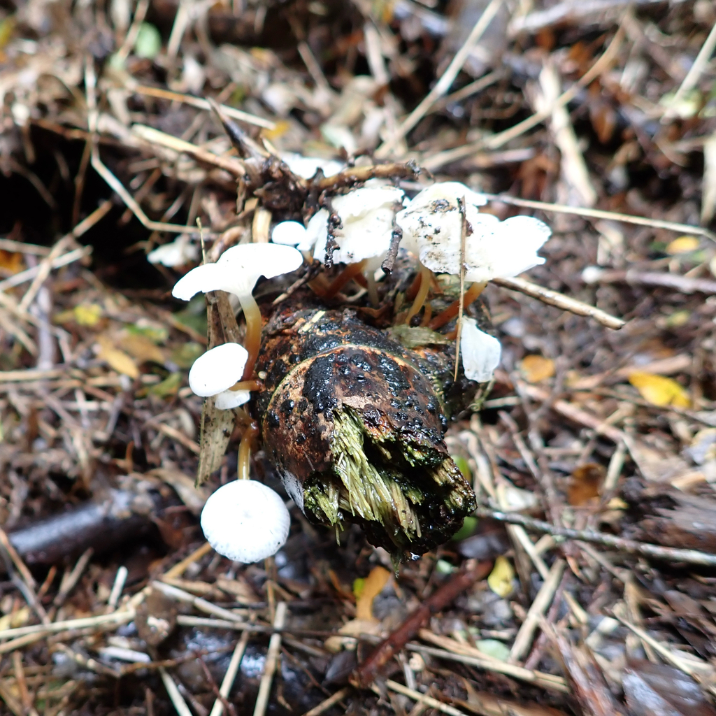 Mycena subulifera · April 2025 · photo: © cristianriquelme (iNaturalist, cc-by)