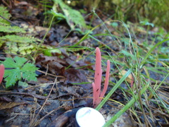 Clavaria rosea