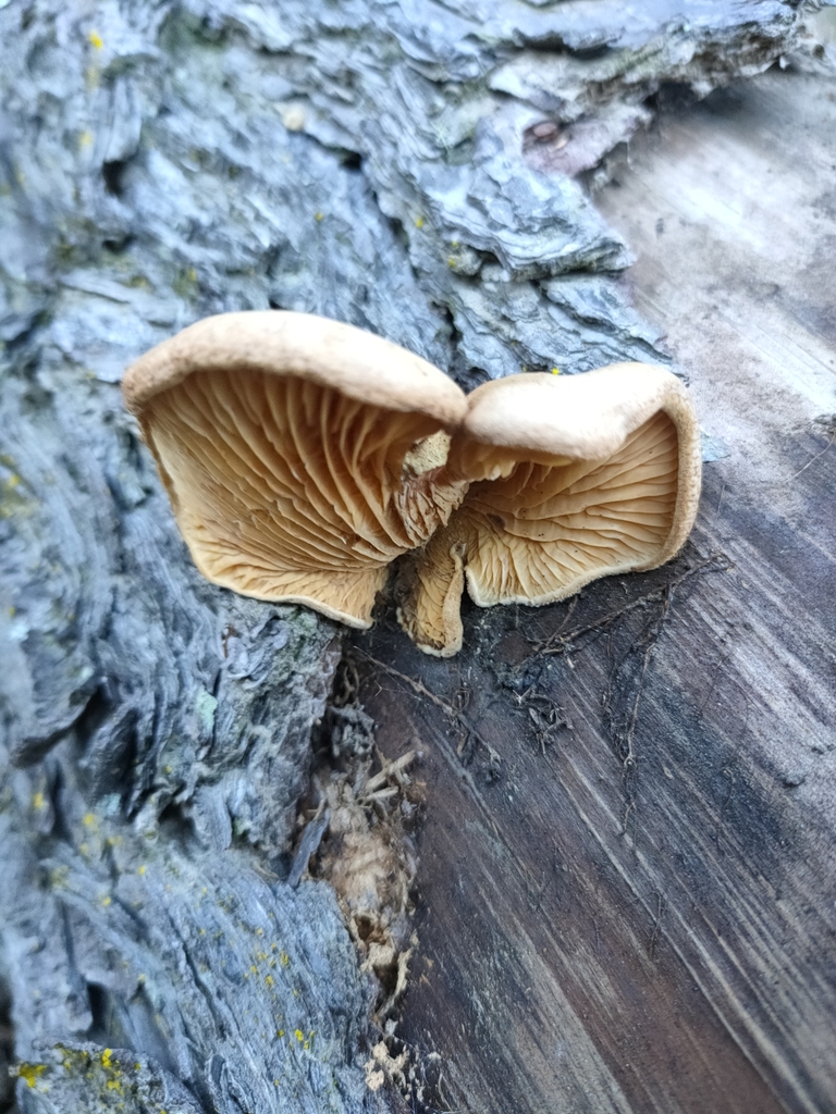 Tapinella panuoides · April 2025 · photo: © william34 (iNaturalist, cc-by)