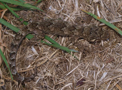 Mokopirirakau granulatus