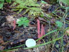 Clavaria rosea