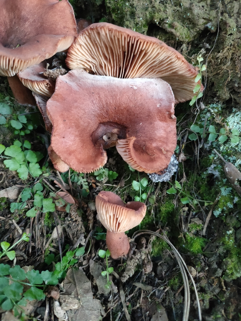 Lactarius rufus · April 2025 · photo: © william34 (iNaturalist, cc-by)