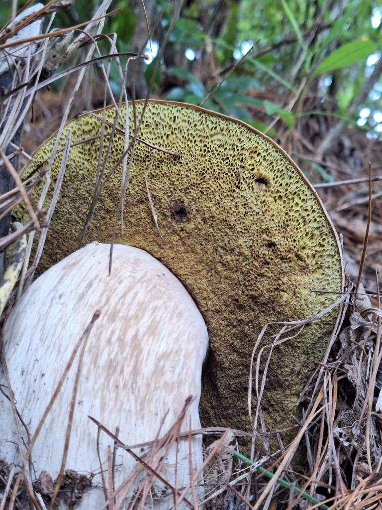Boletus edulis · April 2025 · photo: © heidimeudt (iNaturalist, cc-by)