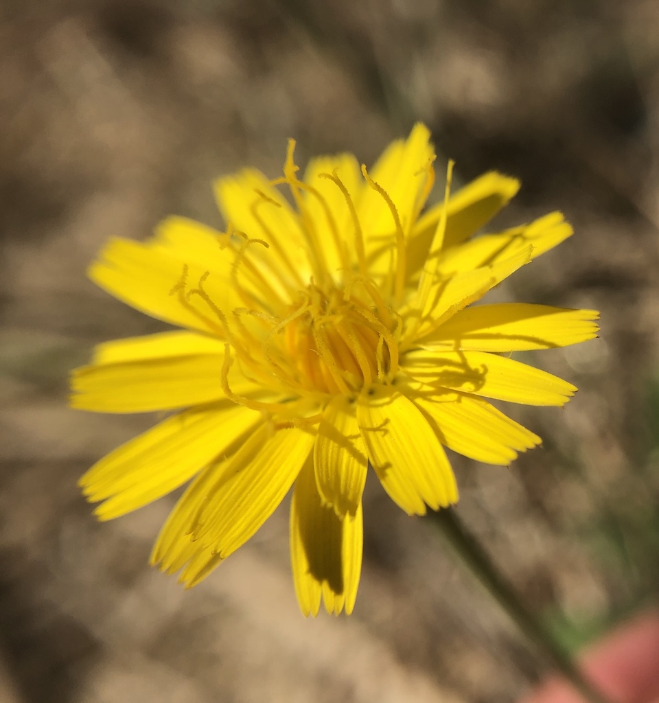 Common Cat'sear (Invasive and Weed Species Erf 152/216 Brenton on