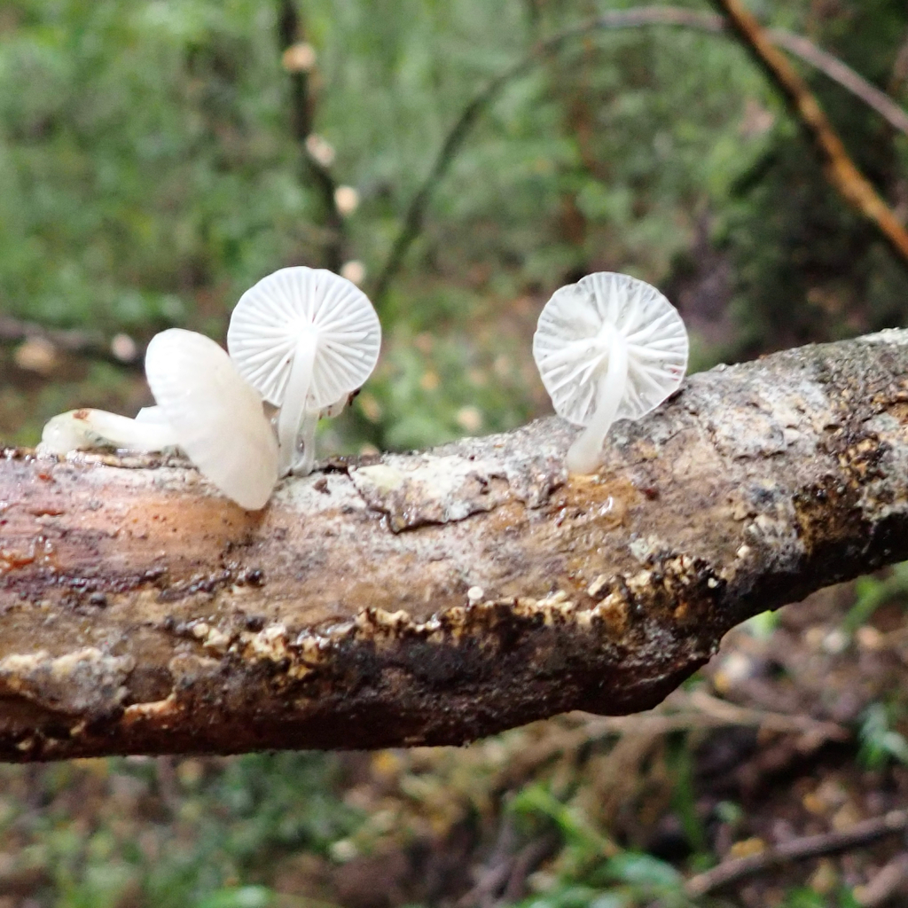 Roridomyces austrororidus · April 2025 · photo: © cristianriquelme (iNaturalist, cc-by)