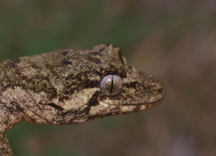 Mokopirirakau granulatus