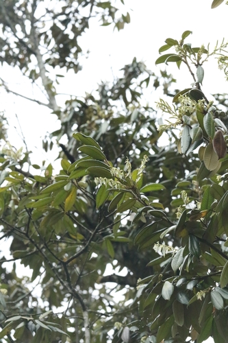 Castanopsis concinna, photograph 4