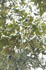 Castanopsis concinna, photograph author not stated, no rights reserved
