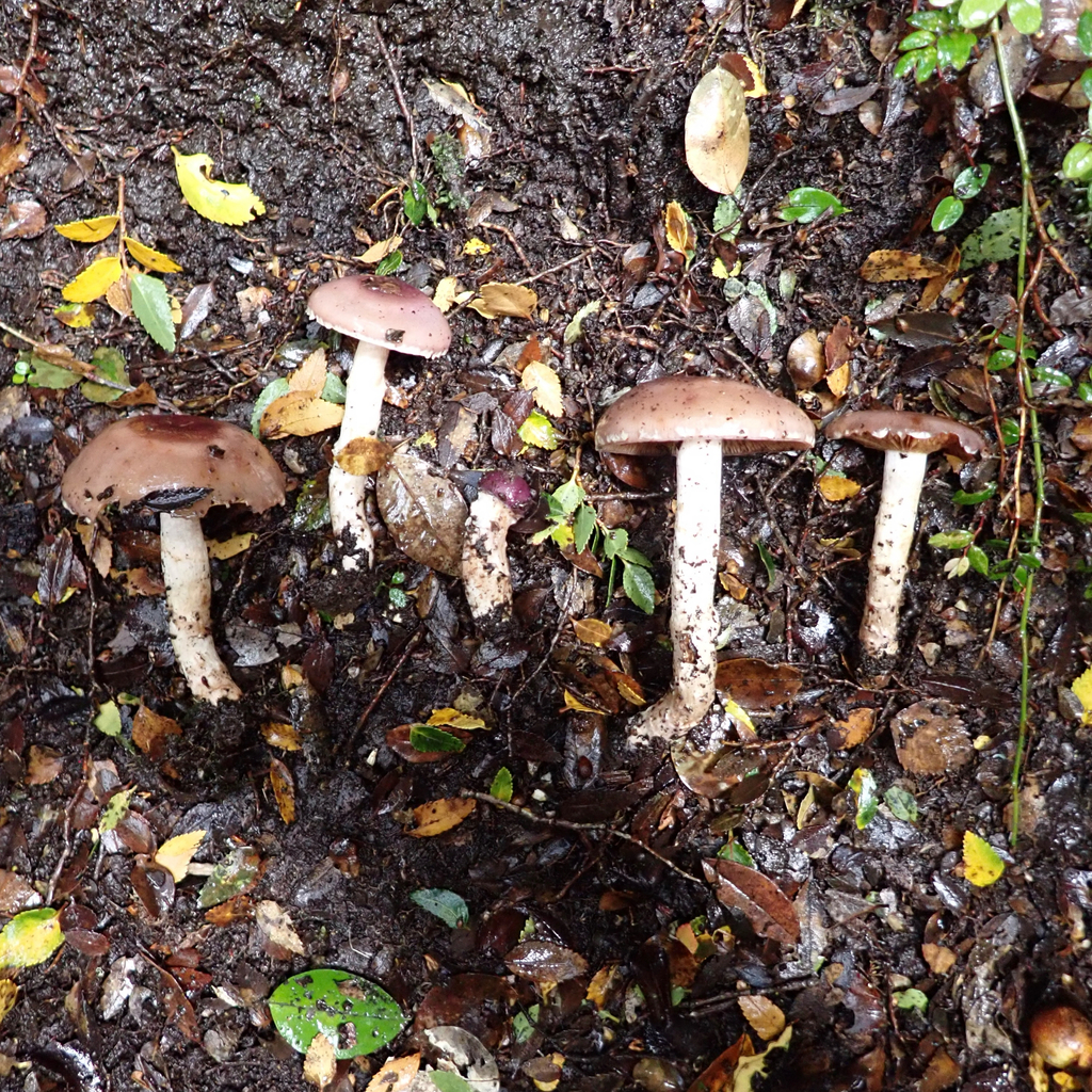 Cortinarius lebre · April 2025 · photo: © cristianriquelme (iNaturalist, cc-by)