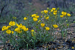 Potentilla hookeriana