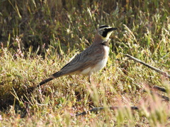 Eremophila alpestris actia