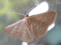 Idaea biselata