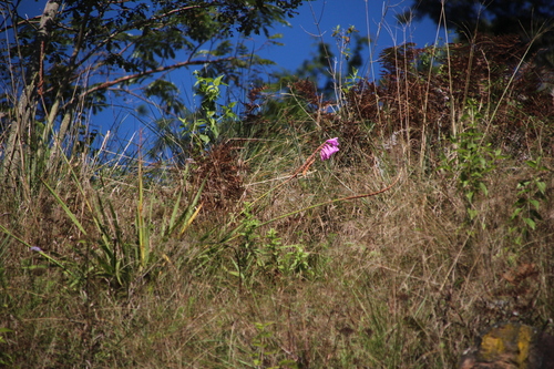 Confusing Watsonia (Watsonia confusa)