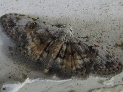 Araeopteron amoena