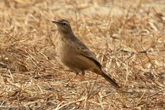 Anthus similis