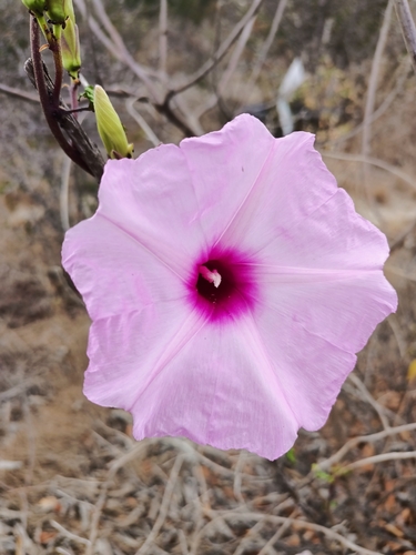 Cliff Morning-glory (Ipomoea rupicola)