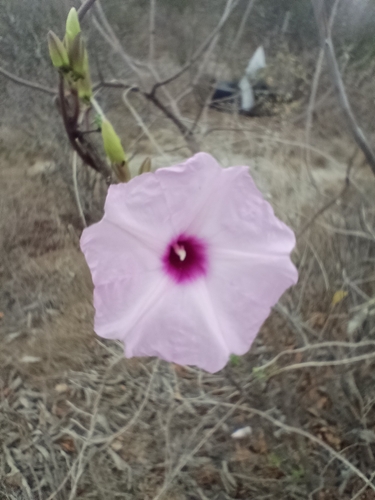 Image of Ipomoea rupicola by (c) José Gerardo Velasco, some rights reserved (CC BY-SA)