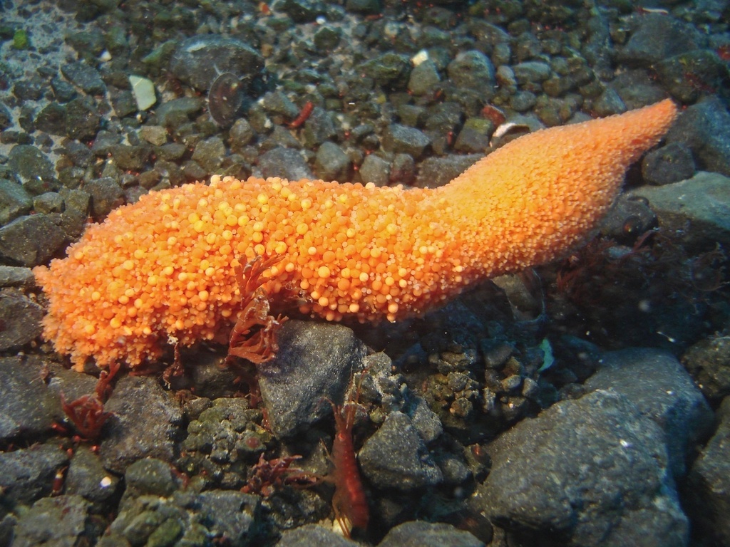 Candelabrum austrogeorgiae