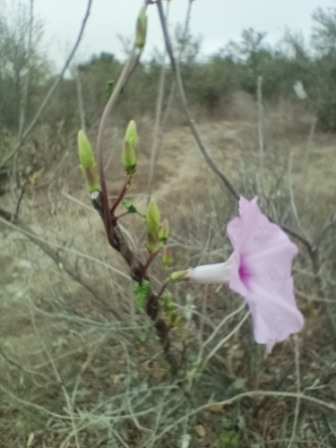 Image of Ipomoea rupicola by (c) José Gerardo Velasco, some rights reserved (CC BY-SA)