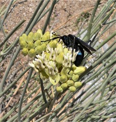 Pepsis mexicana