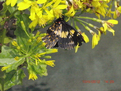 Catasticta teutila