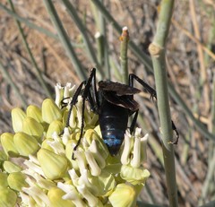 Pepsis mexicana