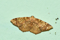 Nematocampa