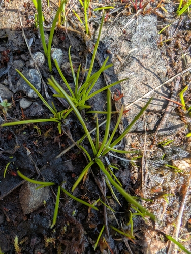 Image of Isoetes nuttallii by (c) Simone Littledale, some rights reserved (CC BY)