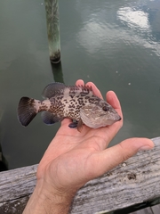 Mycteroperca microlepis